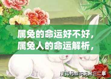 属兔人的命运解析与星辰指引的好运之旅，探寻属兔命运的好坏