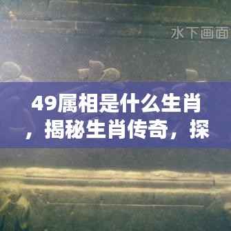 揭秘生肖传奇，探寻49属相背后的神秘面纱与生肖传奇故事