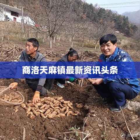 商洛天麻镇最新资讯头条